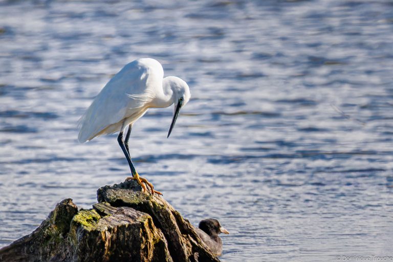 Aigrette garzette