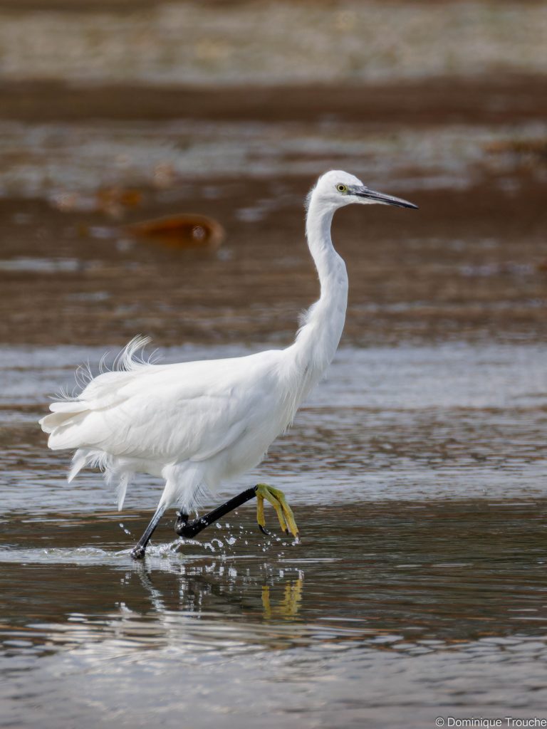 Aigrette garzette
