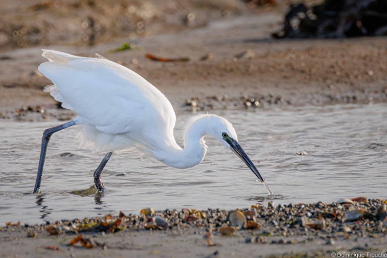 Aigrette garzette
