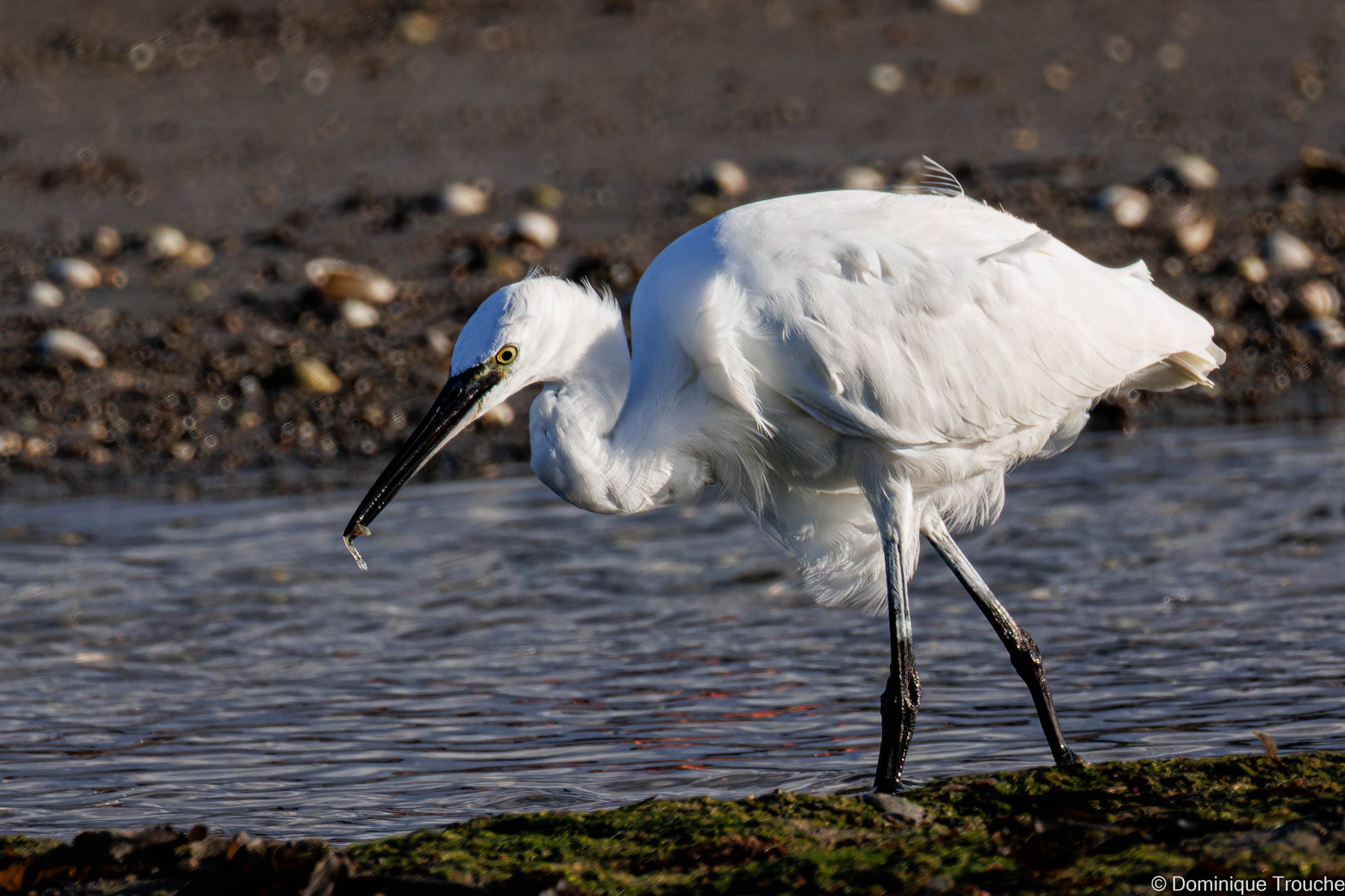Aigrette garzette