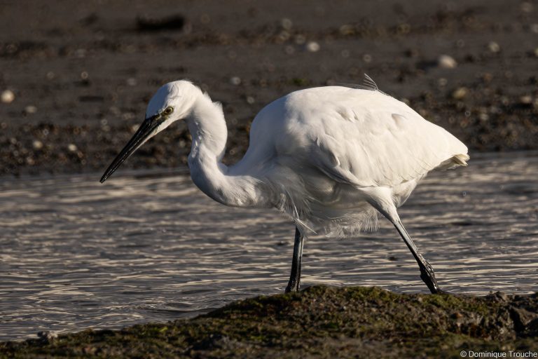 Aigrette garzette