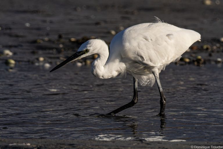 Aigrette garzette