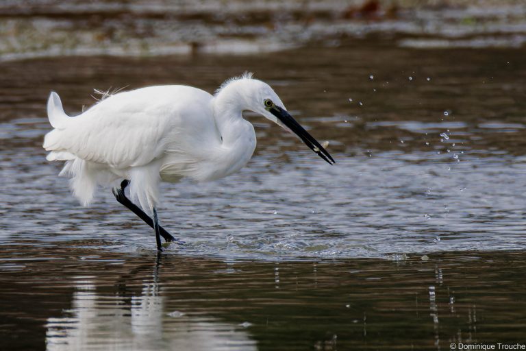 Aigrette garzette