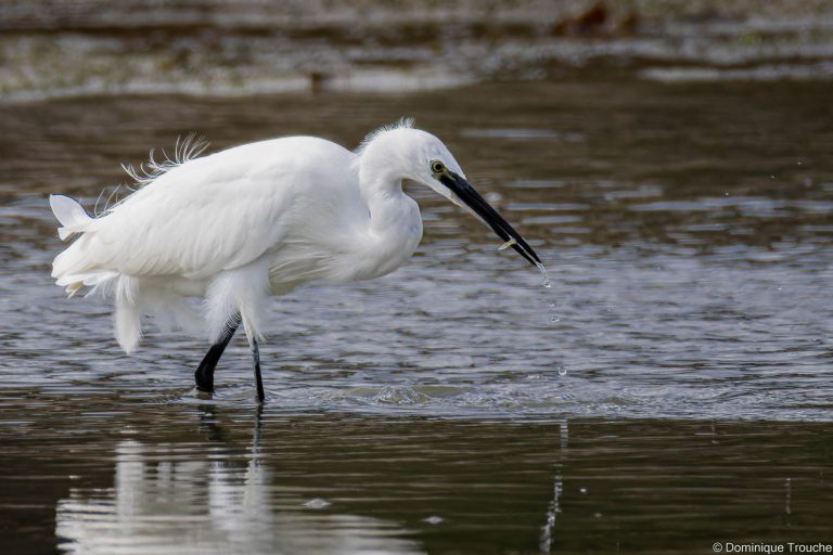 Aigrette garzette