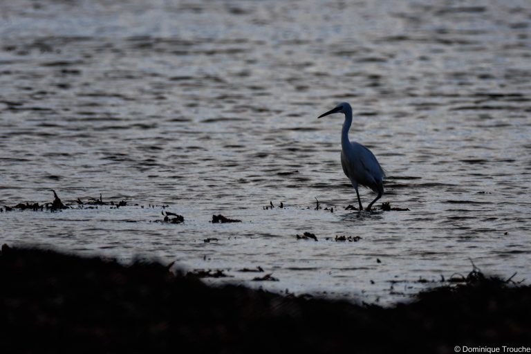 Aigrette garzette
