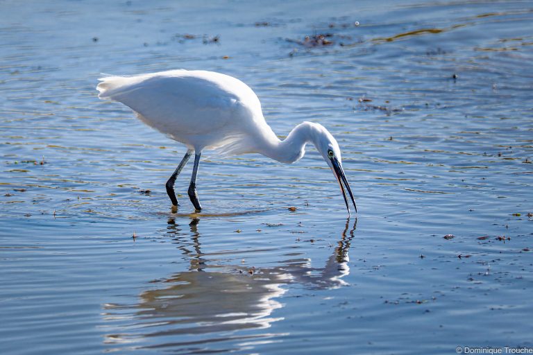 Aigrette garzette