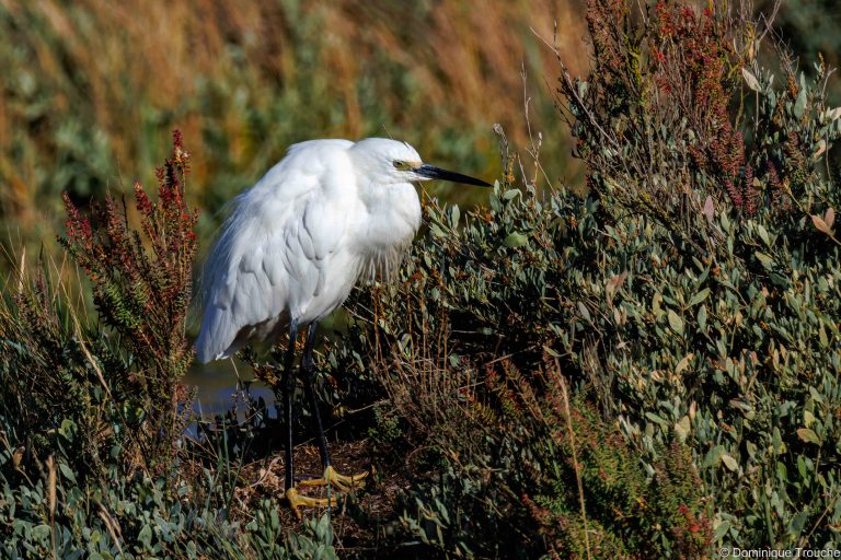 Aigrette garzette