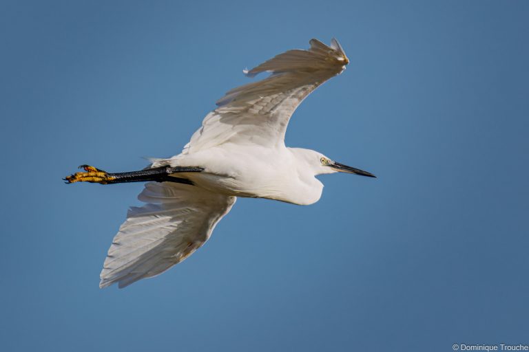 Aigrette garzette