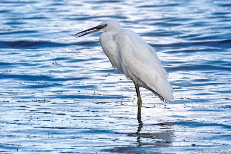 Aigrette garzette