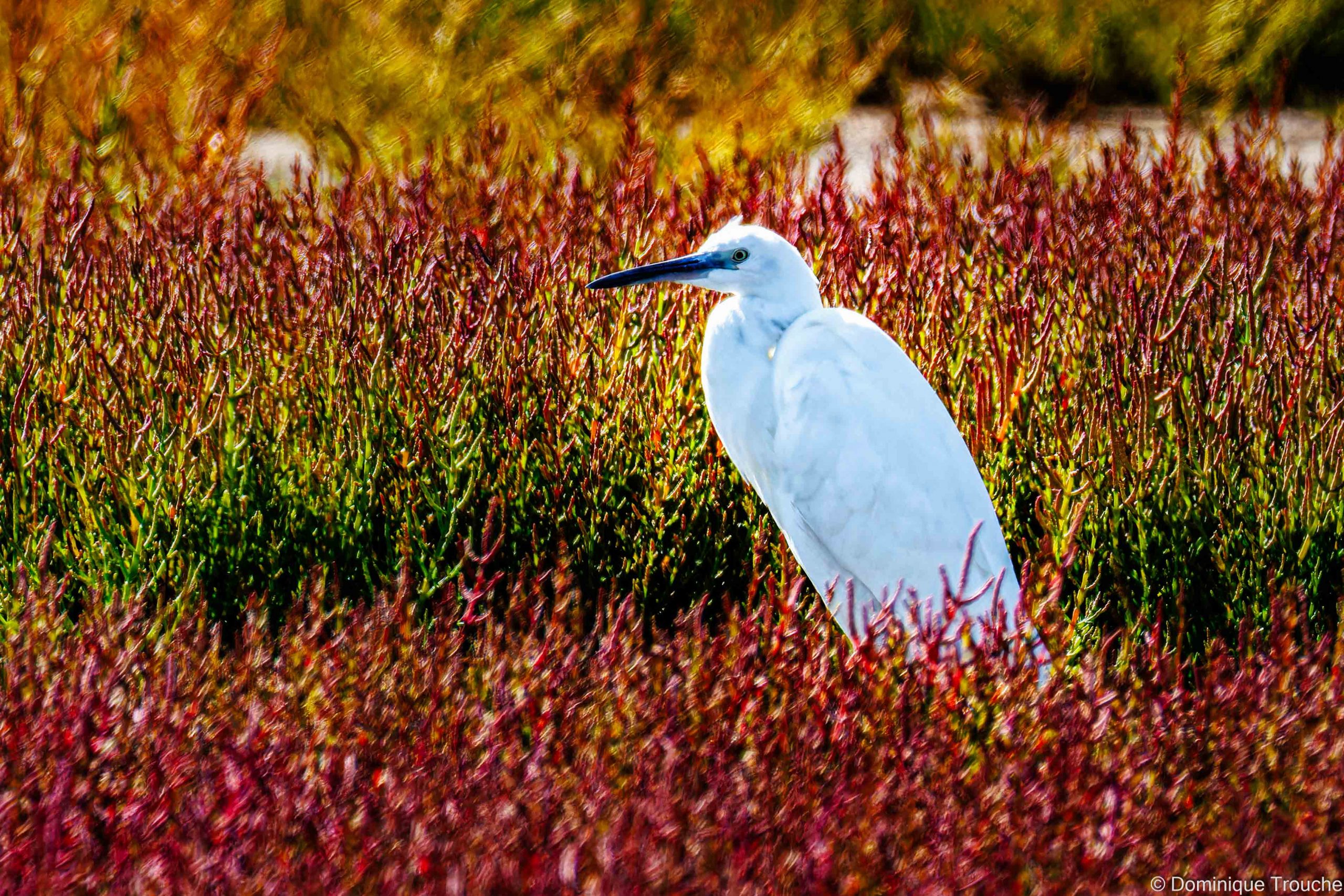 Aigrette garzette