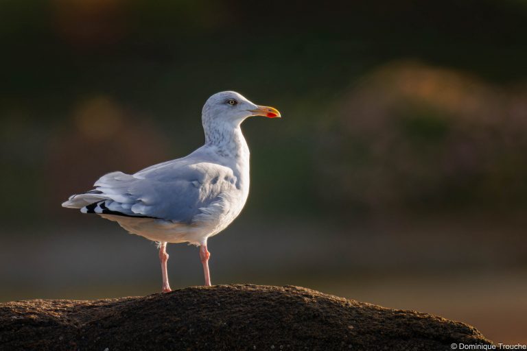 Goéland argenté