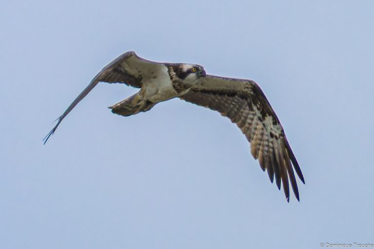 Balbuzard pêcheur