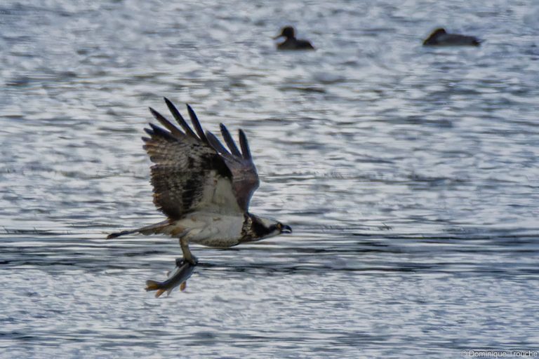 Balbuzard pêcheur