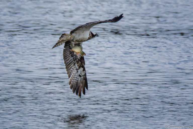 Balbuzard pêcheur