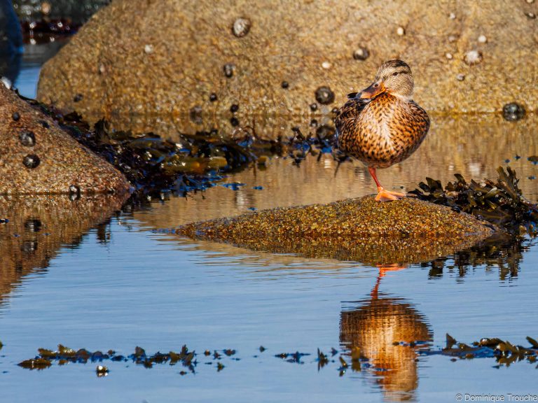 Canard colvert femelle 
