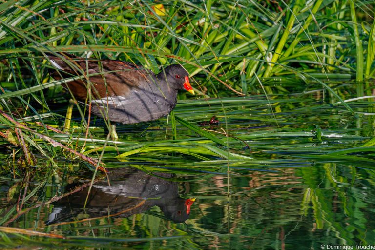 Gallinule Poule d'eau