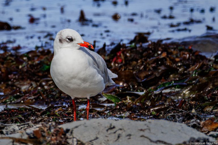 Mouette mélanocéphale