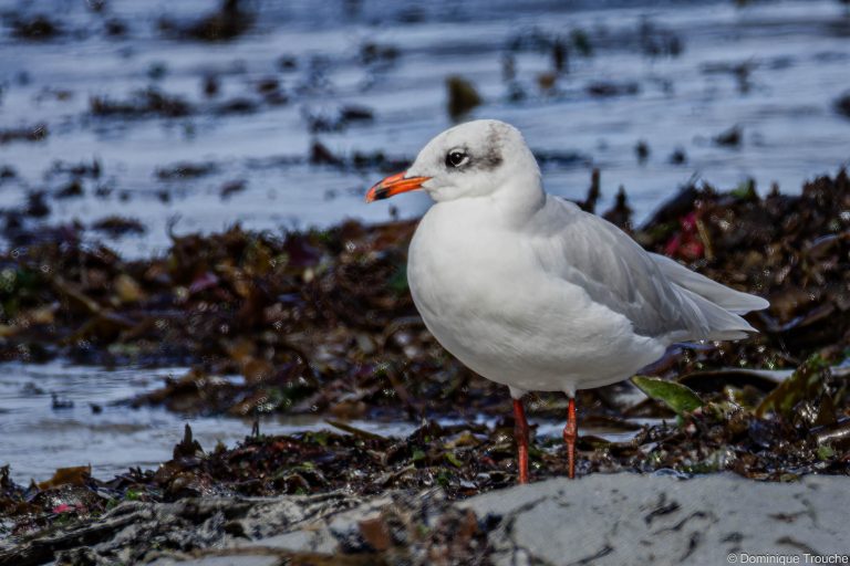 Mouette mélanocéphale