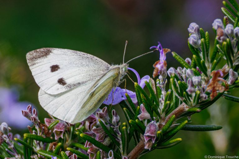Papillon Piéride des choux