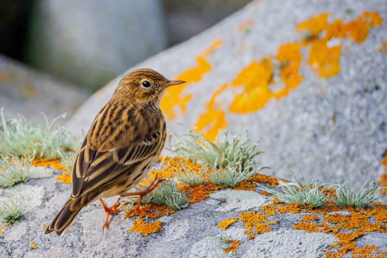 Pipit farlouse