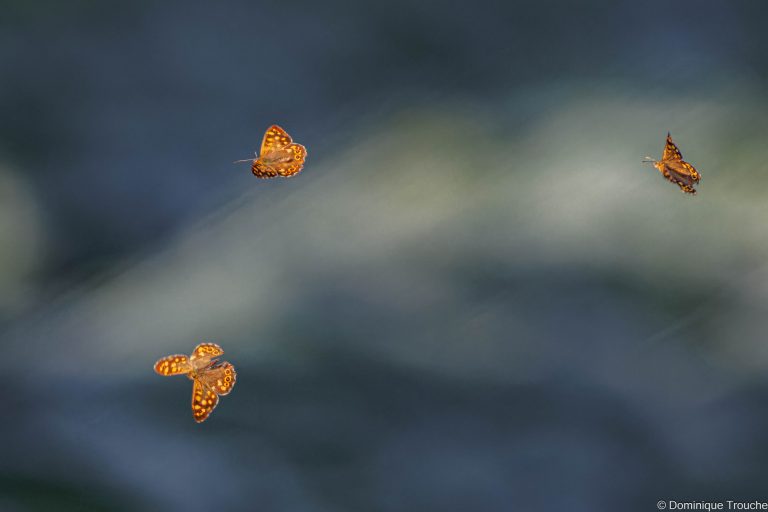 Papillons Tircis