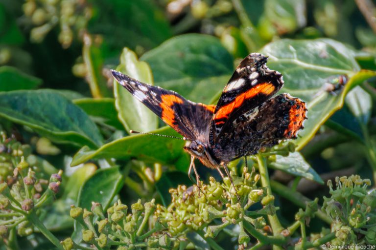 Papillon Vulcain