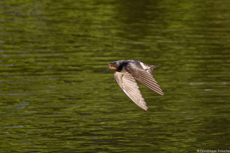 Hirondelle rustique