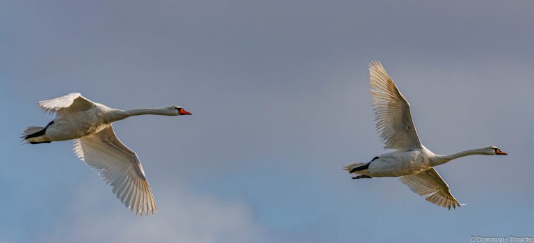 Cygnes tuberculés en vol