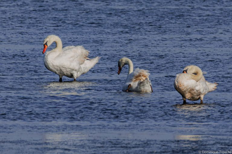 2025 Cygne tuberculé, Morbihan-2