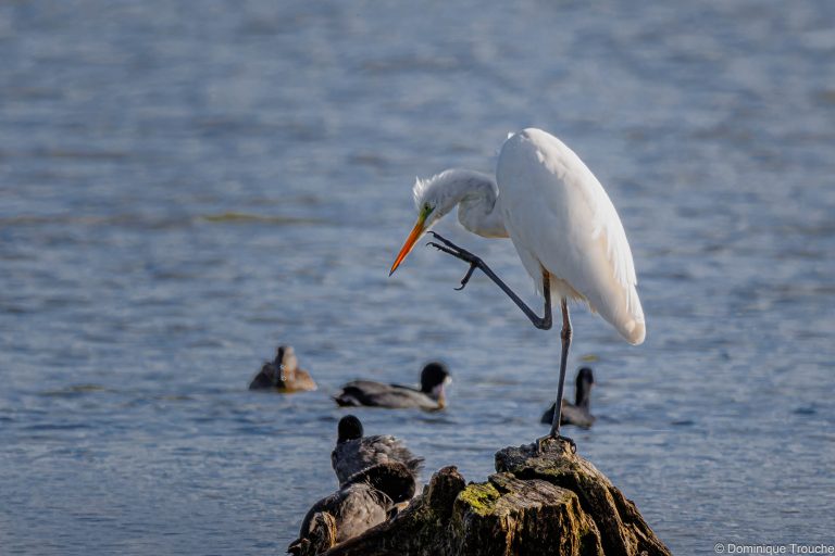 Grande aigrette