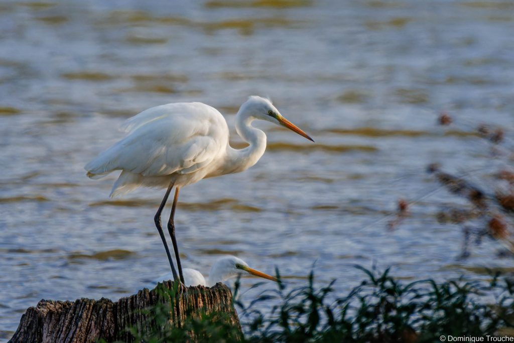 Grande aigrette