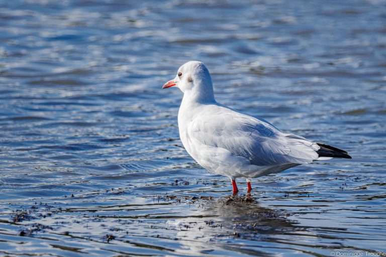 Mouette rieuse
