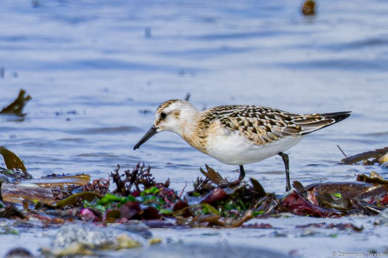 Bécasseau sanderling