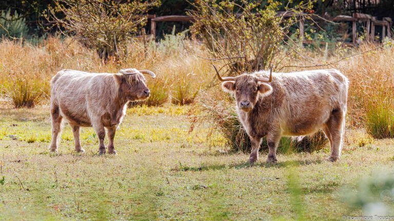 Vaches highland