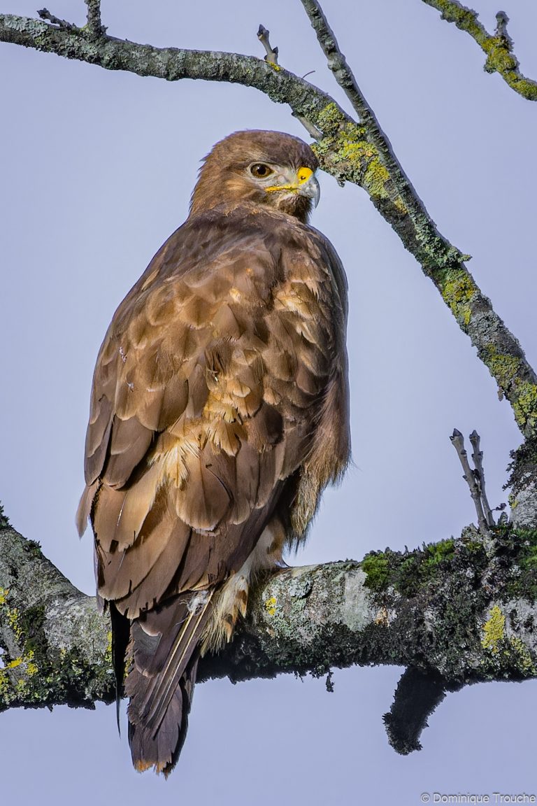 Buse variable