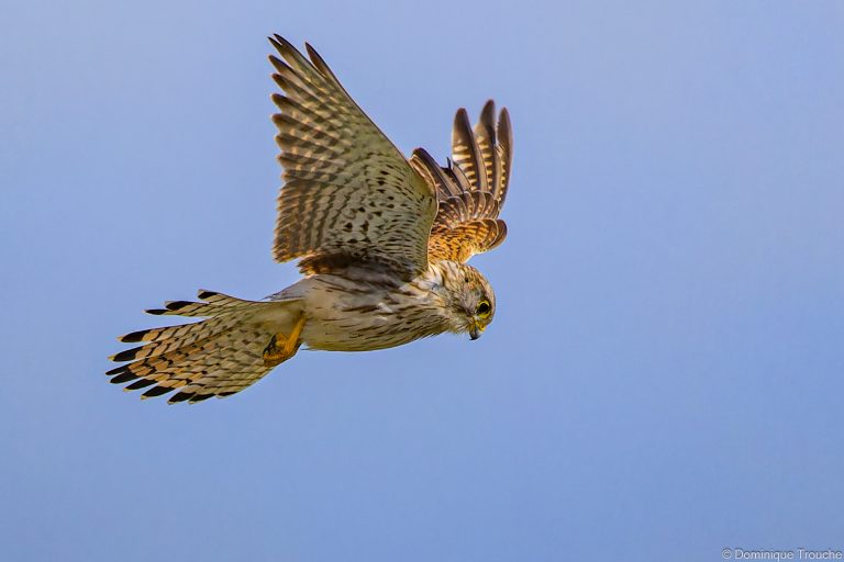 Faucon crécerelle