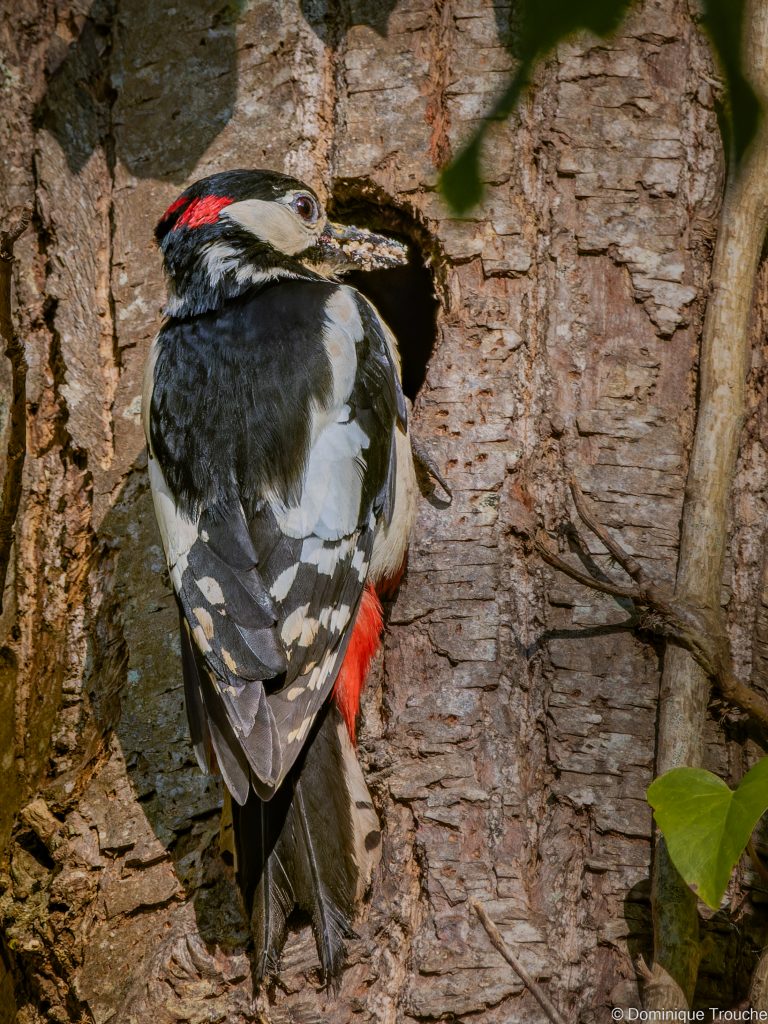Pic épeiche