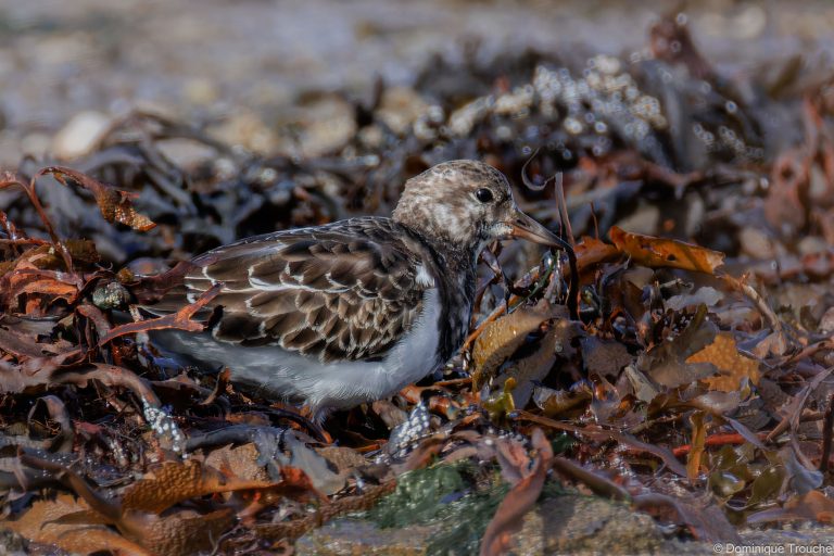 Tournepierre à collier