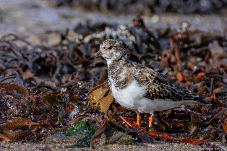 Tournepierre à collier