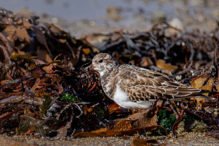 Tournepierre à collier