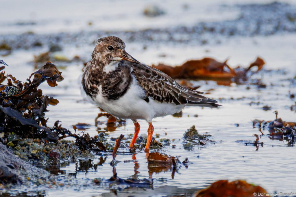 Tournepierre à collier