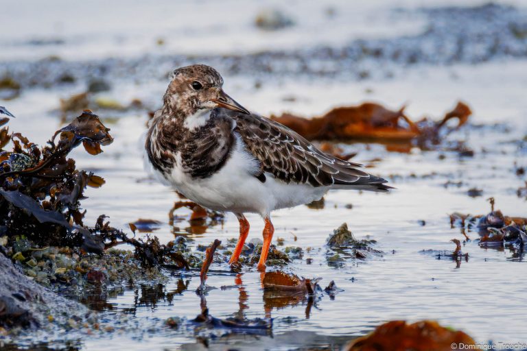 Tournepierre à collier