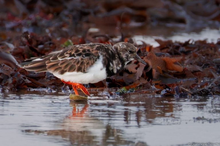 Tournepierre à collier