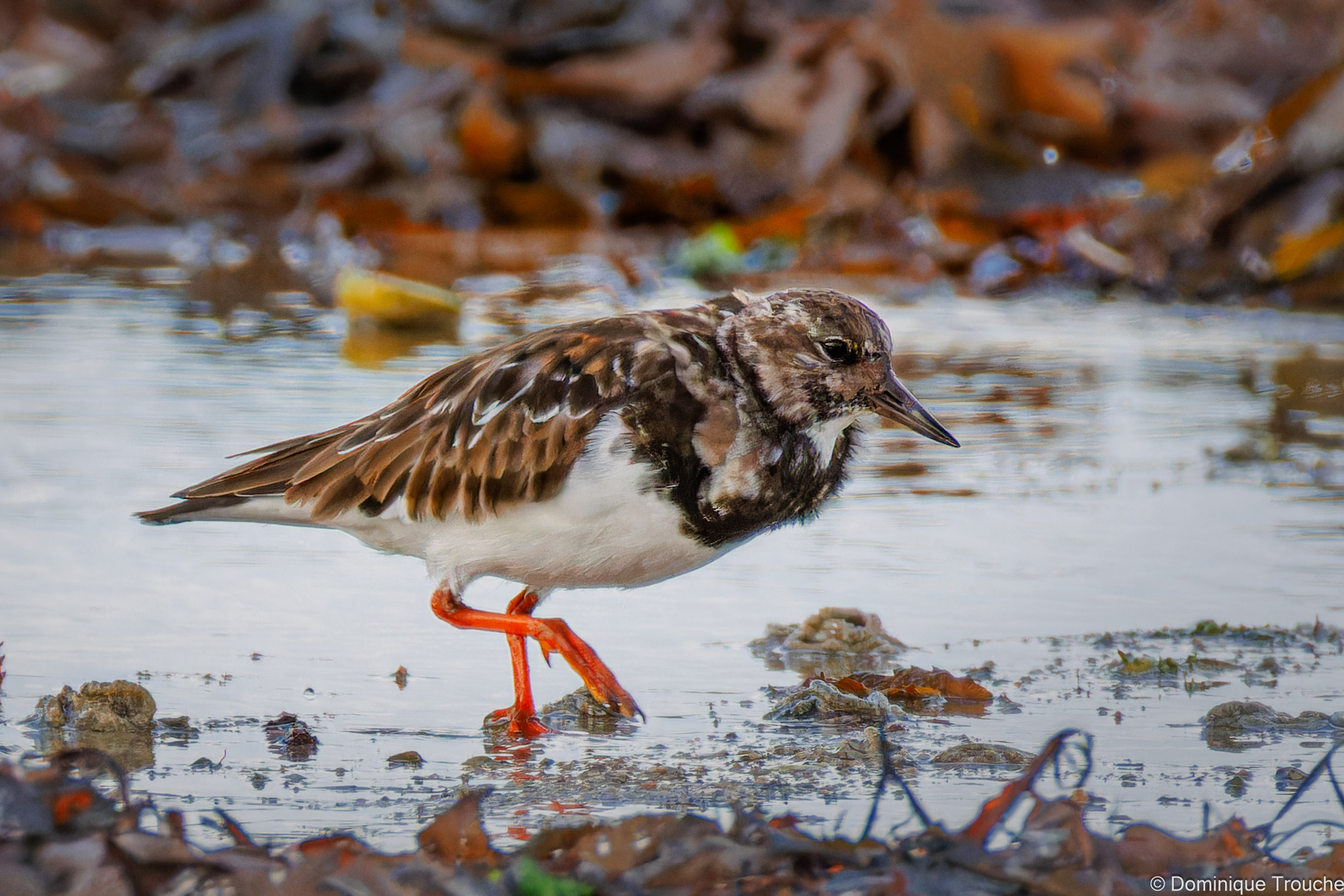 Lire la suite à propos de l’article Tournepierre sur Goaz Treiz