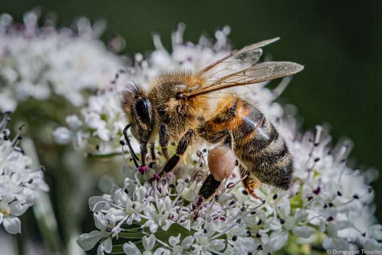 Abeille mellifère