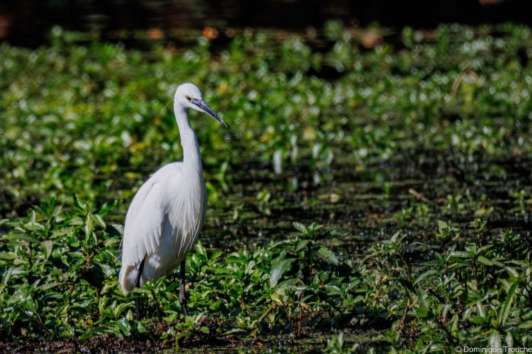 Aigrette garzette