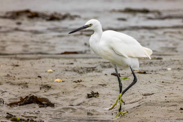 Aigrette garzette s'en va à la pêche