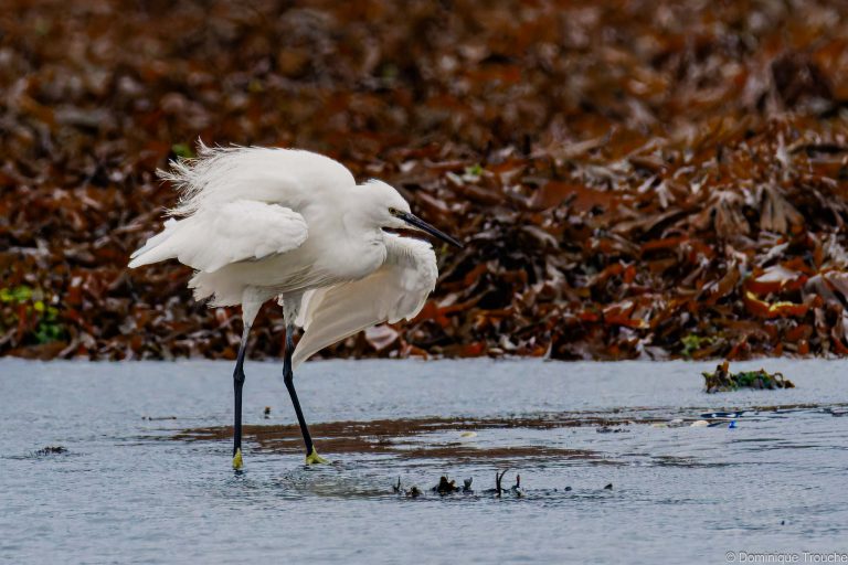 Aigrette garzette à la pêche