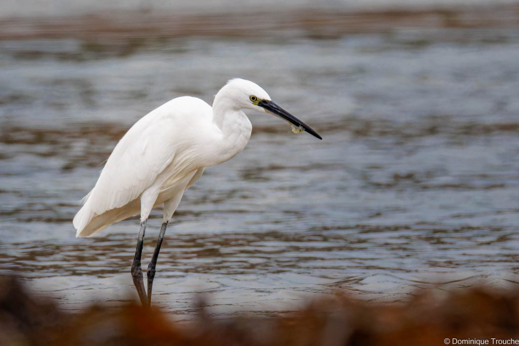 Aigrette garzette savoure une crevette