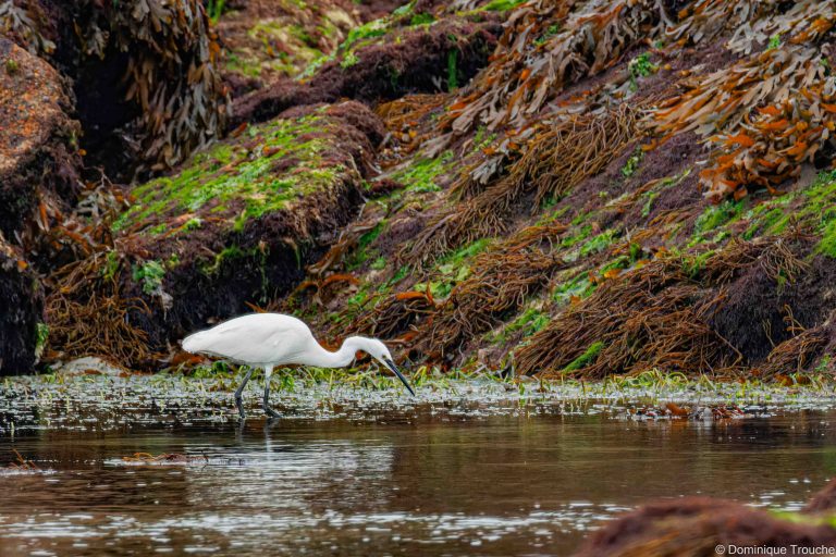 Aigrette garzette à la pêche